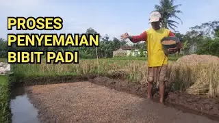 Proses Penyemaian Bibit Padi
