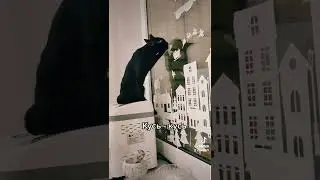 Кошка Снежок отрывает украшение с окна.