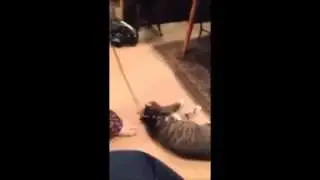 Смешная кошка, ничего не хочет!