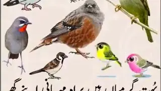 Garmiyuo ma apni chato pr Pani ka intzam Kary#eidspecial #birds