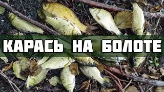 ПОПЛА ПОППЕР РЕАЛЬНО ЛОВИТ КАРАСЯ! Рыбалка на старом озере