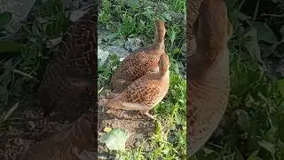 Gray Wild Francolin Birds - Dakhni Teetar ka joda - Teetar Voice 