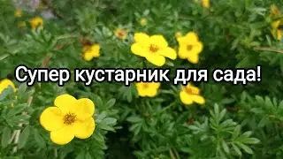 ЛАПЧАТКА🌸 Черенкование🌱 Результат 💯% 😉👌