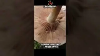 Красивый, но несъедобный! Чешуйчатка ольховая - Pholiota alnicola