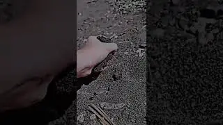 Оса рыла яму и стала: часть команды, часть корабля! 