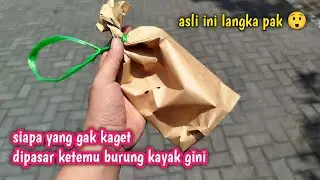 MERINDING PAK..DAH LAMA GAK KEPASAR KETEMU BURUNG SEANEH INI‼️selain dijawa gk mungkin ada