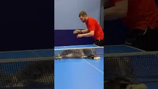 Кот Топсик. Клуб ArtTT. Иван Толмачев и Елена Тузова