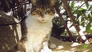 [野良猫]植え込みを利用した猫ハウスで寛ぐキジ白猫が可愛すぎる！[straycat]A cute cat relaxing in a cat house with shrubbery!