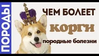 What is sick dog Corgi