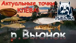 Current fishing spots on the Vyunok River. Current as of October 12, 2025. Russian Fishing 4.