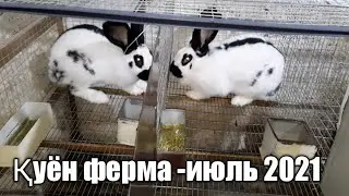 Quyon ferma - iyul 2021. Обзор кроликоферма.