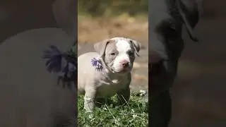 БУЛЛИ С ЦВЕТОЧКОМ  #americanbully