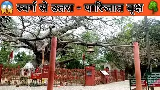स्वर्ग से उतरा पारिजात वृक्ष | स्वर्ग से अर्जुन लाए थे माता कुंती के लिए यह वृक्ष | Parijat Dham