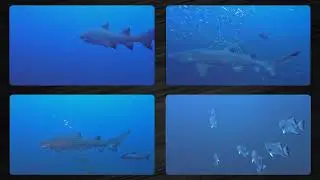 08/26/2022 Caribsea Collage