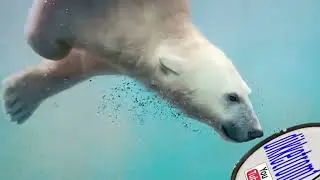 Dikketrom1 video's