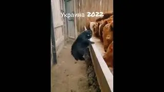 Уверенно и гордо