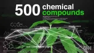 This Is Your Body On Weed (Medical Research DWLLC CNN)