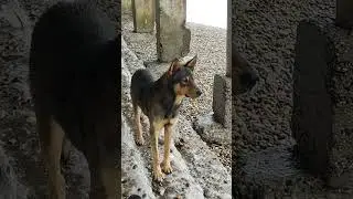 Пёс морской 