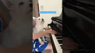 #merrygoroundoflife #howlsmovingcastle #studioghibli #joehisaishi #soothing #dogsofyoutube 💙