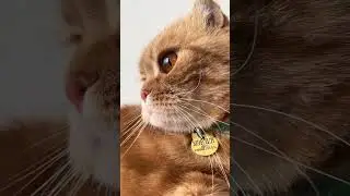 Хивря Мэрлин 😍