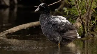 Eurasian Coot (Fulica atra) with Partial Leucism preens the Feathers after taking a Bath