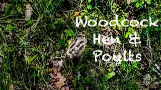 Woodcock Mother & Babies