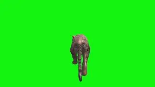 tiger green screen video footage back walk