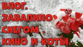 Влог. Герань в снегу, продолжаю болеть, котики лечат!