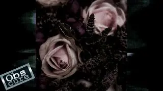 December Flowers - Fall