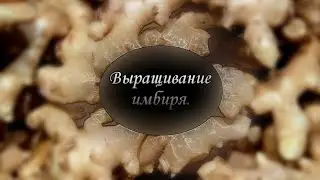Выращивание имбиря в домашних условиях.