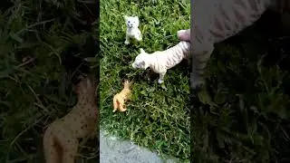 The story of a lost cheetah cub