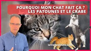 LES PATOUNES ET LE CRABE. POURQUOI VOTRE CHAT FAIT ÇA ? Ep.1