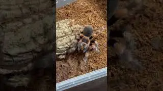 Жадность brachypelma smithi #животные #природа #spider #паук #tarantula #паукптицеед #пауки