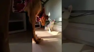 Day 33: Rainbow, Cherry, Mango (Foster Kitten