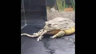 kodok vs tokek