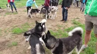 Драка Хаски 2