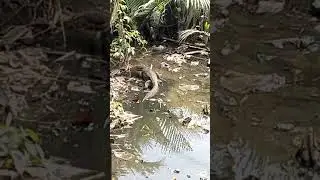 biawak