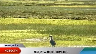 Водно-болотное угодье «Русский заворот» может получить статус международного значения