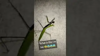 Omg what is this 😱😱😱😨😨