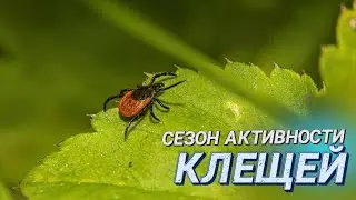 ЗЕЛЁНЫЙ ЛУГ: ЕСТЬ ЛИ КЛЕЩИ? || Меры предосторожности и что делать, если избежать укуса не удалось?