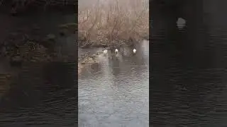 Лебеди