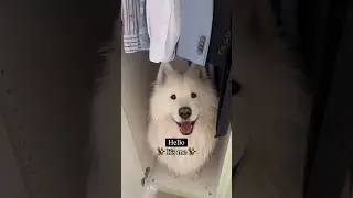 Life with a ✨ SAMOYED ✨ #dogmom #helloitsme #fun #comedy #samoyed