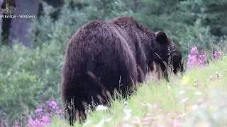 Grizzly nebezpečne blízko Grizzly dangerously close