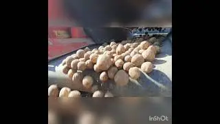 Картофель 🥔 Уборка 2021 , приём картофеля в картофелехранилище 🚜🧱🏠 , сорт : Коломба