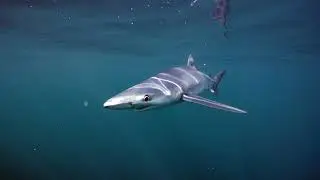 Underwater & Natural History Showreel Ollie Putnam Cinematography 2021 4K