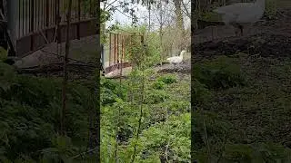 гуси мамути
