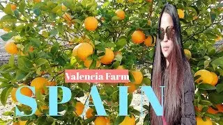 SPAIN= VALENCIA'S ORANGES FARM