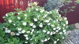 Цветение гибрида розы Ругозы "Ritausma"