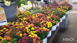 Lowes October Plant Inventory. Fall blooming perennials, annuals and evergreens.