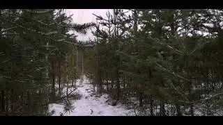 ловля щуры, серые снегири 18/11-23г.